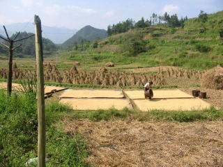 �����̕Ă̊����̗l�q